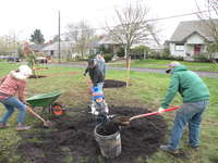 Gov. Brown has declared April as Arbor Month in Oregon, extending the tree fun from one week to four. This gives communities more time for tree plantings like this pre-pandemic planting in Portland's Roseway Park Blocks.
