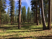 Fuels reduction projects like this in the Fremont-Winema National Forest reduce the risk of high-intensity wildfires. ODF is helping fund 37 such projects in southern Oregon and around the state this spring..