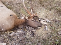 Poached Spike Elk Lincoln County