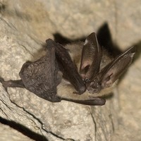 William ShakespEAR, the Townsend�s big-eared bat