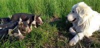 A white livestock guardian dog gazes at three black and white piglets.