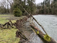 Fallen cottonwood and eroding riverbank along the East Fork Lewis River at Daybreak Regional Park in January 2024. 
