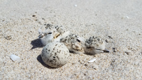 Plovers and nest