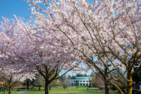 Clark College amidst cherry blossoms