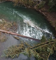 Obstructions on the Siletz River, several downed trees at a river bend