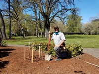Salem has more Hiroshima peace trees than any other city in Oregon. One of the five was planted in Pringle Park this spring to mark the 75th anniversary this year of the atom bombing of Hiroshima and the end of World War II.