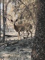 A deer that survived the South Obenchain fire in Jackson County wanders through some of the more than 32,000 acres burned by that fire.