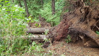 Downed trees at Cape Lookout State Park block trails and access.