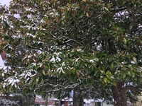 Broadleaved evergreens like this southern magnolia may see branches crack under the weight of heavy snow. Promptly shaking or sweeping off heavy snowloads may help prevent such tearouts.