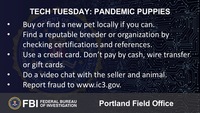 TT - Pandemic Puppies - GRAPHIC