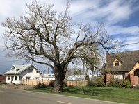 Mature catalpas like this one are a common street trees in Donald, which recently became Oregon's 69th Tree City USA. 
