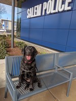 Brigid the Salem Police Department Comfort Dog