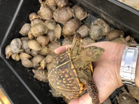 Turtle Photo 4