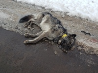 Pathological Examination- OSP Fish & Wildlife Division is seeking public assistance in locating the person(s) responsible for shooting a wolf in the Sled Springs Wildlife Management Unit- Wallowa County (Photo)