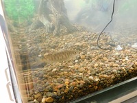A young salmon inside one of the 'Salmon in the Classroom' tanks prior to being released