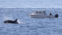 Second witness photograph of vessel violating distance regulations for endangered Southern Resident killer whales October 4, 2021.