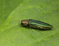 Emerald Ash Borer Beetle (Credit: Stock Cue Canada; Cropped)