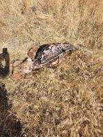 OSP Fish & Wildlife seeking public assistance in identifying the person(s) responsible for killing an antelope- Baker County (Photo)