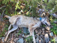 OSP Fish and Wildlife Seeking Public Assistance in Identifying Person(s) responsible for killing a Wolf -- Baker County (Photo)