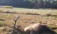 OSP Fish & Wildlife seeking public assistance with poached Elk - Columbia County (Photo)