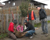 Tree planting is just one of many activities Oregon communities will be hosting during April, which State Forester Cal Mukumoto has declared to be Oregon Arbor Month.