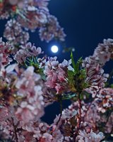 Cherry blossom at night