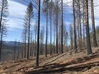 Salvage harvest in the Santiam State Forest from the 2020 wildfire.
