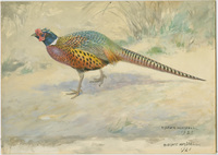 Watercolor painting depicting a Ring-necked pheasant. R. Bruce Horsfall, 1921.  OHS Museum, 2019-27.45.1.