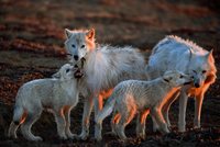 Photograph by Ronan Donovan, National Geographic Ellesmere Island, Nunavut, Canada Members of the Polygon pack greet one another. One pup nuzzles the pack's aging matriarch, White Scarf (far right). Nuzzling is a common method of greeting. A second pup is playfully biting a feather while nuzzling Slender Foot.