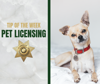 Tip_of_the_Week_Images_-_Pet_Licensing.png