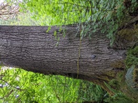Grand fir trunk